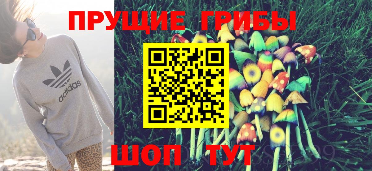 Псилоцибиновые грибы Psilocybe Владикавказ